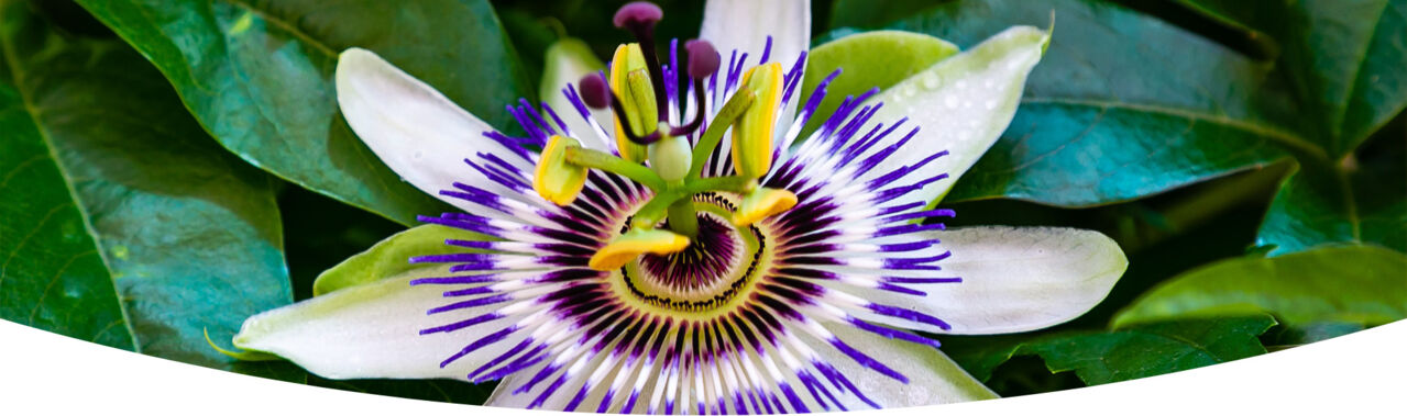 Wirkstoff Passiflora