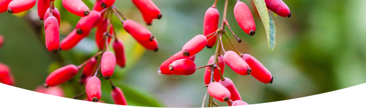 Berberis vulgaris