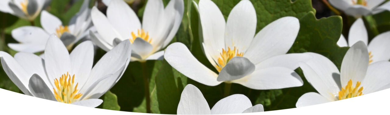 Sanguinaria canadensis